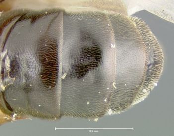 Media type: image;   Entomology 9026 Aspect: abdomen ventral view